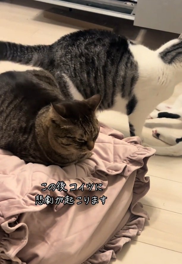 1人でくつろぐ猫