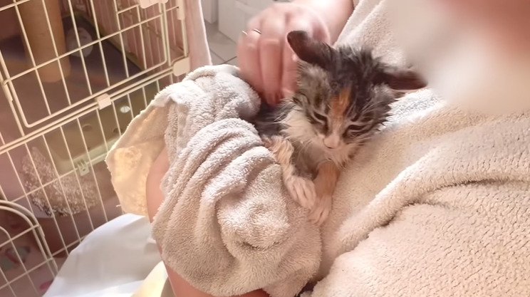 濡れた子猫
