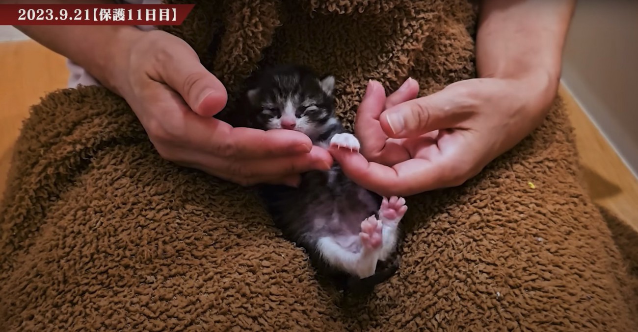 毛布の上でへそ天している小さな子猫