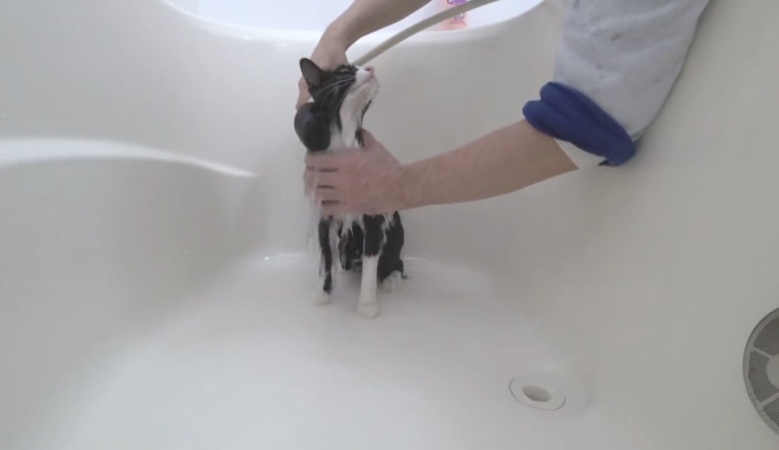 シャワーをする猫