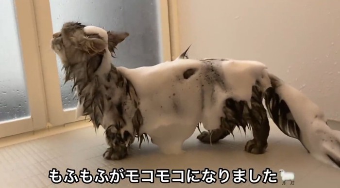 泡だらけの猫