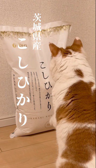 米袋に添えていた前足を離す猫