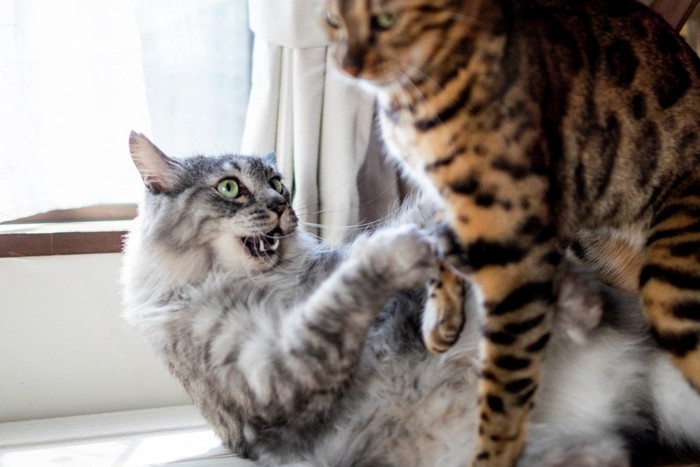 反撃しようとしている猫