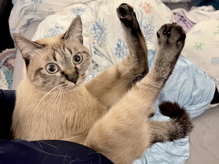 飼い主さんに抱えられている猫