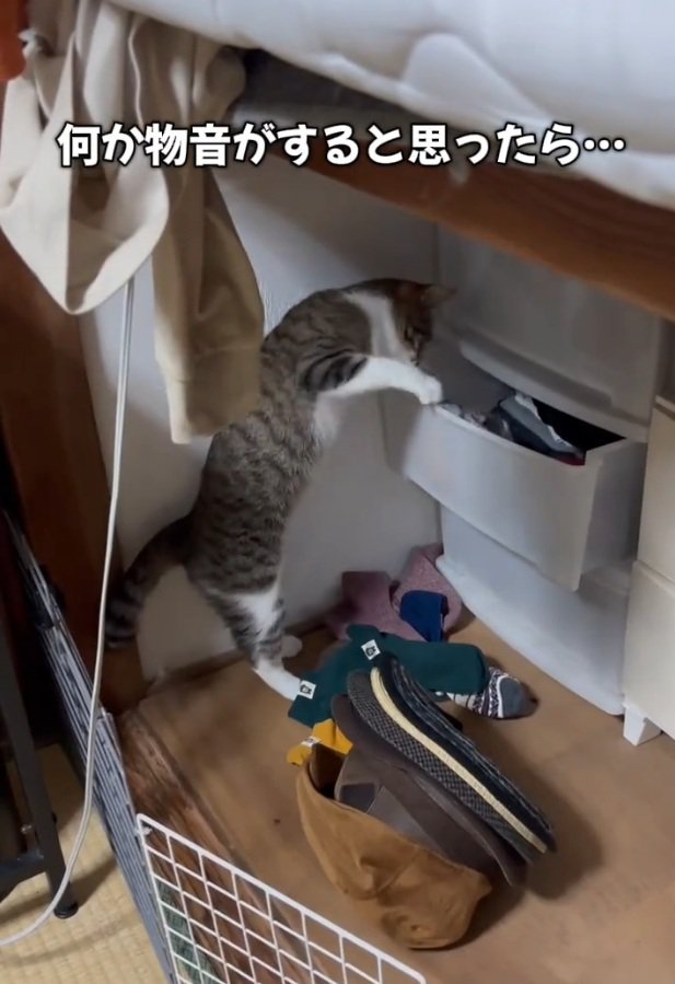 タンスを物色する猫