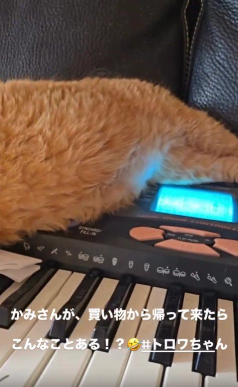 ソファで寝る猫