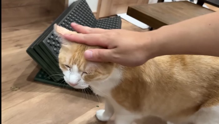 撫でてもらうロビンくん