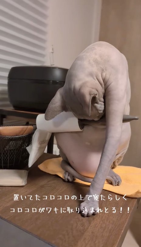 自分の脇についたコロコロを見つめる猫