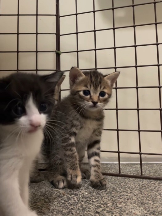 目を丸くする猫