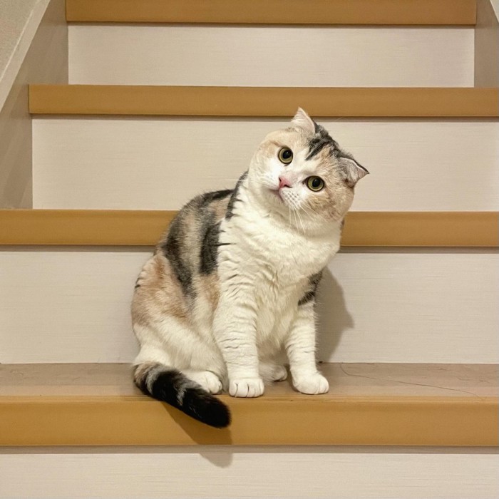 首を傾げる猫