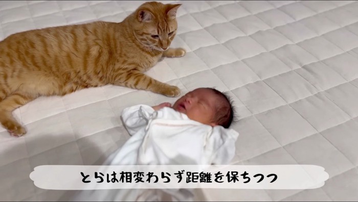 赤ちゃんのそばに寝転がる茶トラ猫