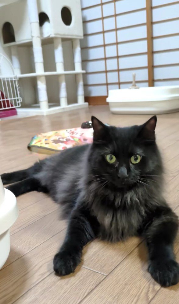 現在のアルバくん