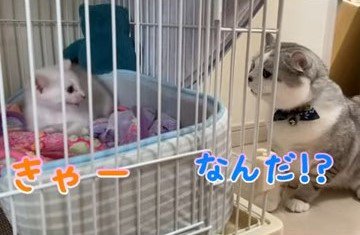 ケージ越しに向かい合う猫と子猫