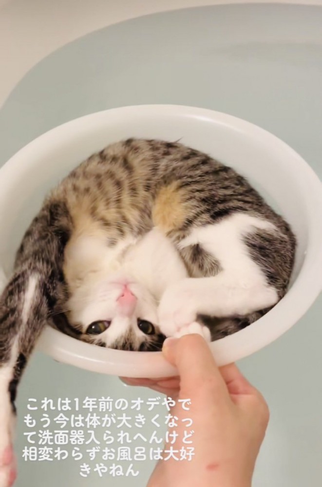 湯船に浮かべた洗面器の中の子猫