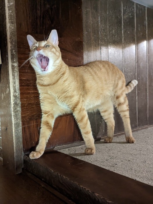 大口を開けて壁に足をつけて寝ている猫