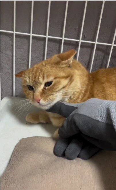 撫でられている猫