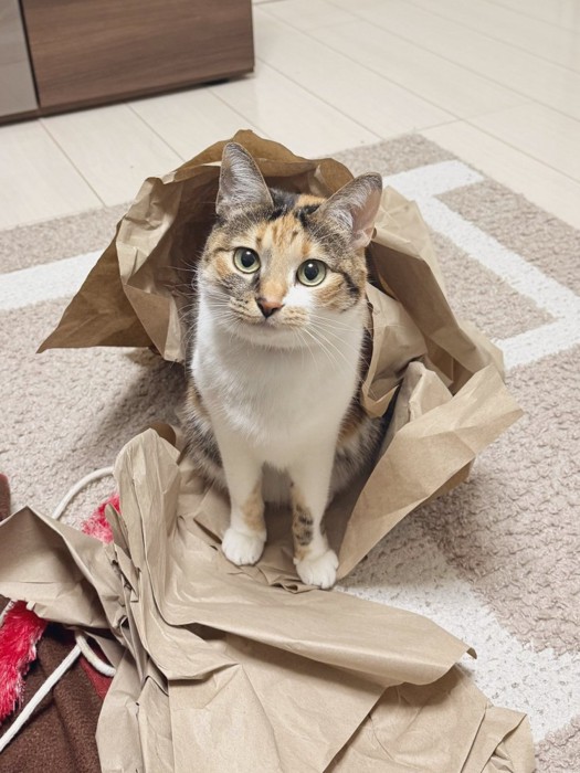 梱包材とこはくちゃん