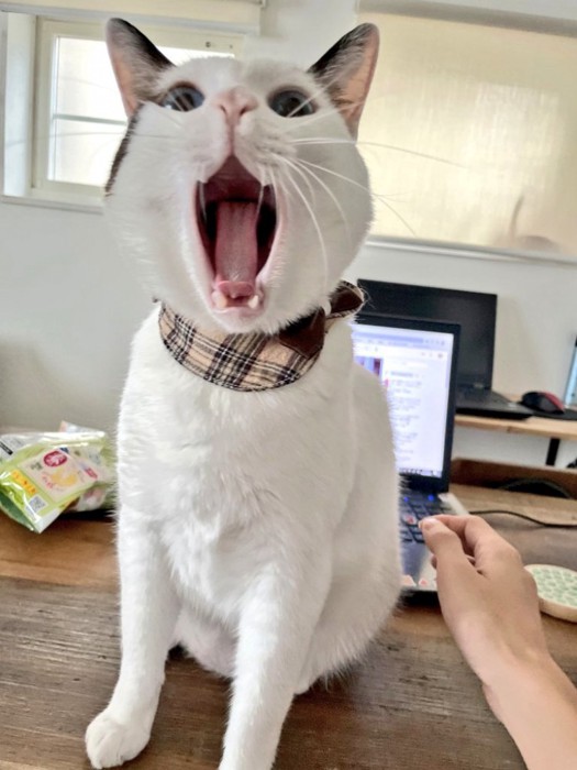 パソコンの前に座ってあくびをする猫