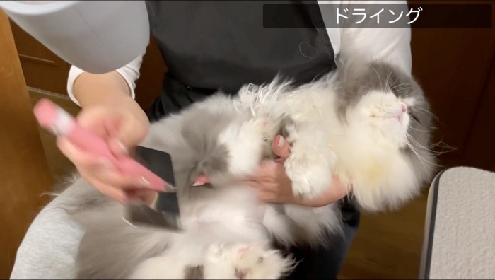 女性の膝の上でブラシをかけられる猫