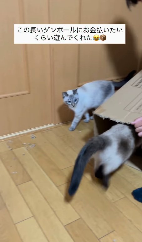 再度中に入る猫