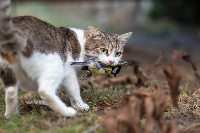 鳥を咥えて歩く野猫