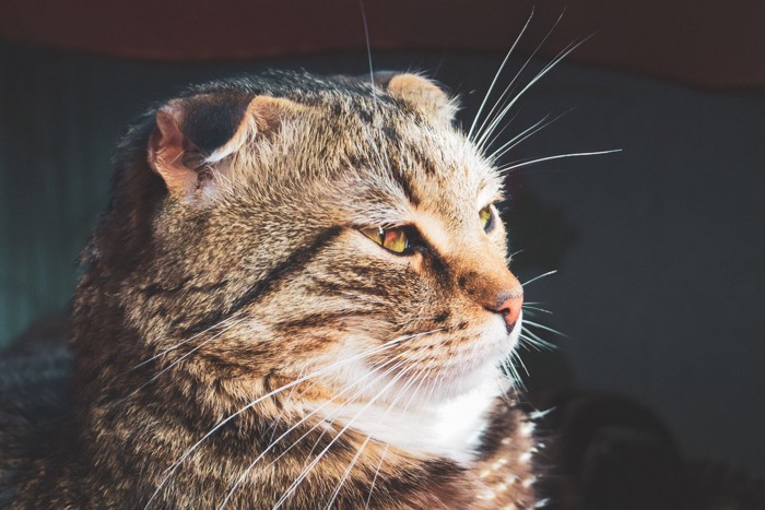 目をそらす猫