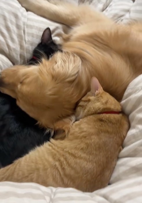 添い寝する子猫と犬