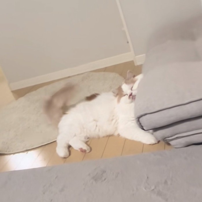 しっぽを振る猫