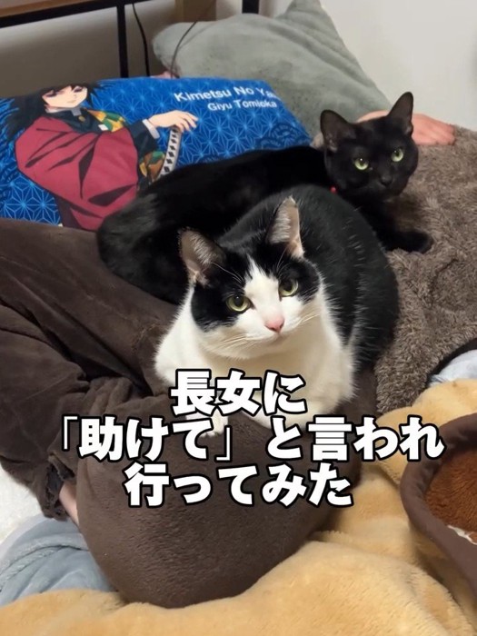 人の体の上に乗る猫