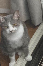 座っている猫%%熱い視線