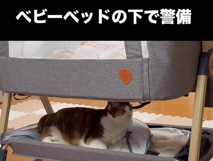 ベビーベッド下の猫