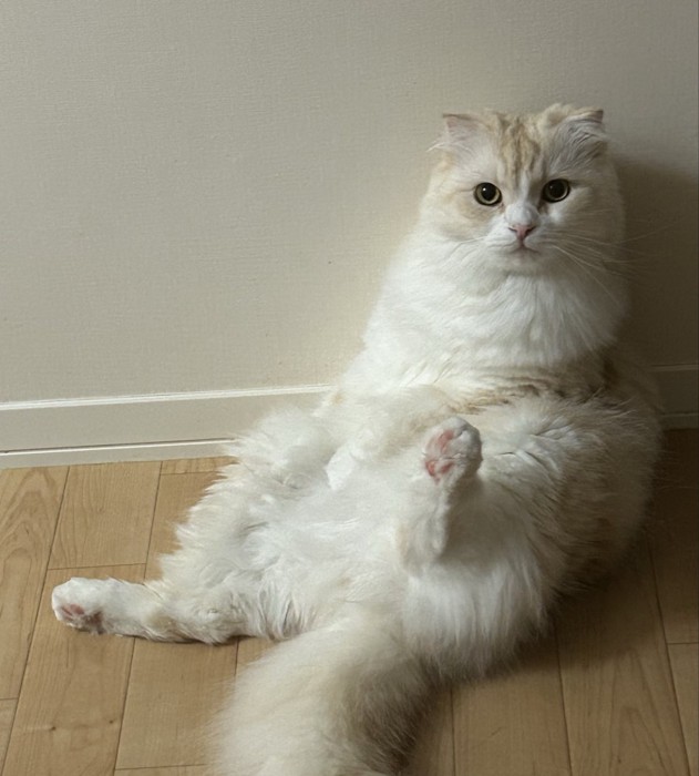 壁に寄りかかっている猫