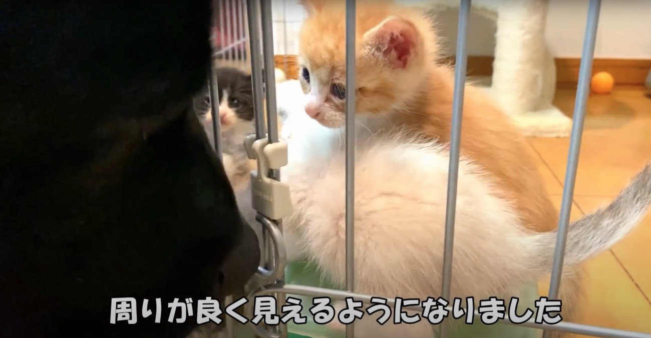 黒い犬を間近で見つめる子猫たち