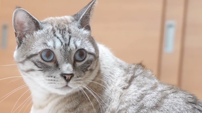 ぽんすけくんのアップ