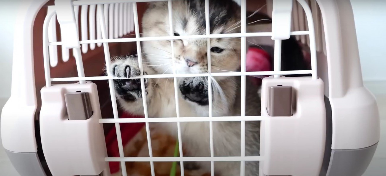 キャリーバッグの中の猫