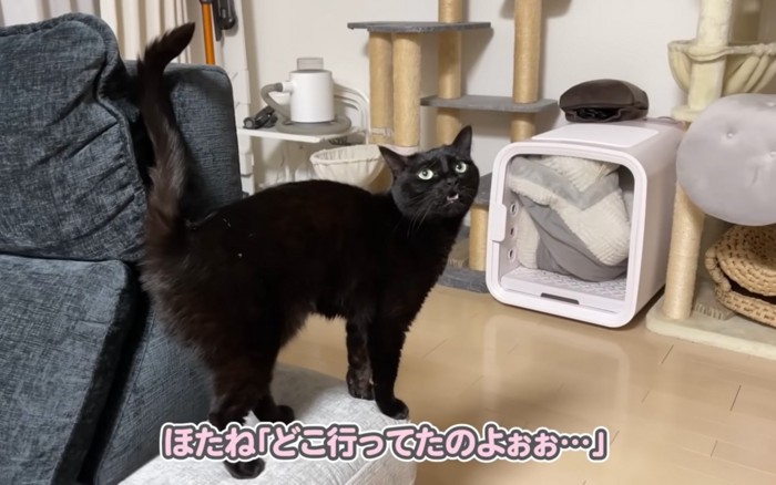 文句を言う猫