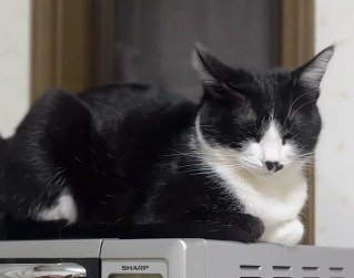 電子レンジの上に座り込む左腕が黒い猫