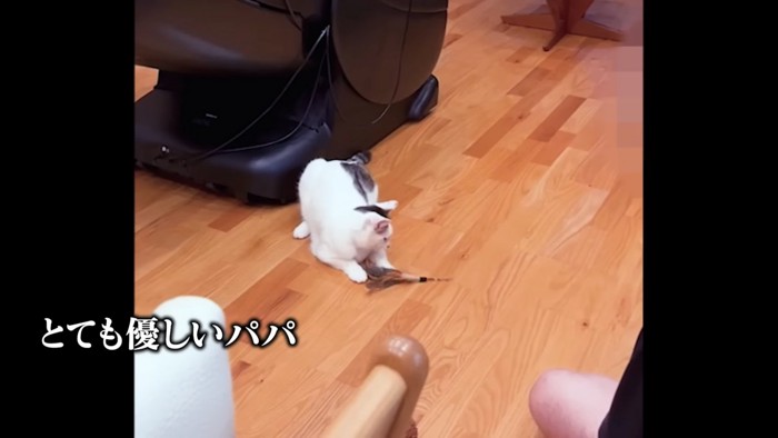 遊んでもらう猫