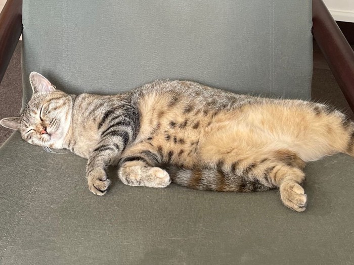 お腹を無防備にさらけ出す猫