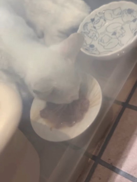 ごはんを食べる子猫