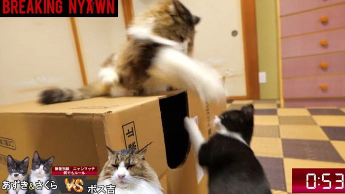 段ボール箱の下の猫を叩く猫