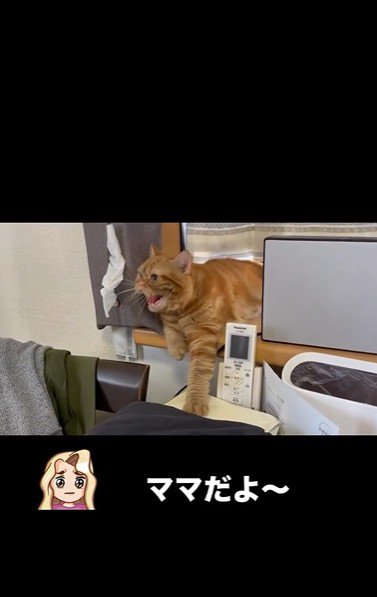 窓辺で威嚇している猫