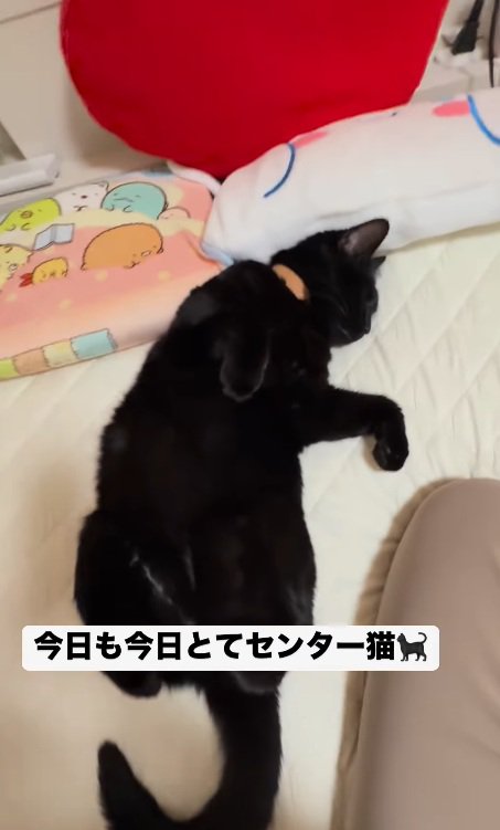 熟睡するみーてぃちゃん