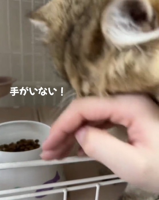 顔をこする猫