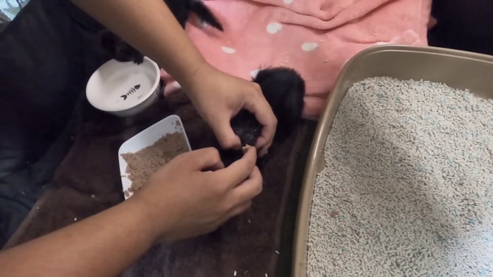 子猫に餌をあげている写真