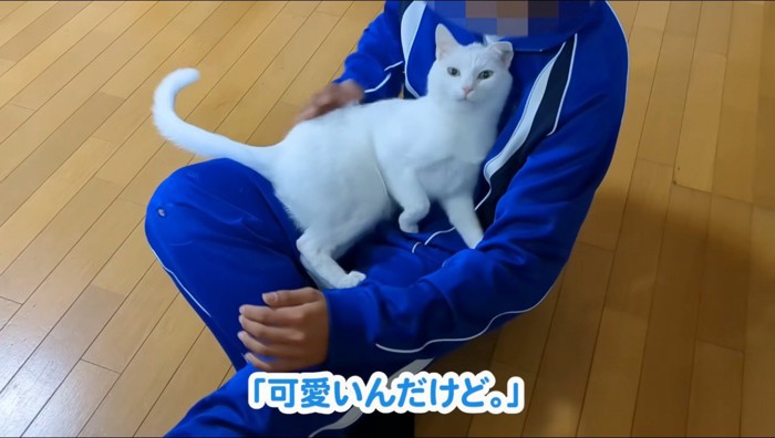 男の子の膝の上でくつろぐ猫