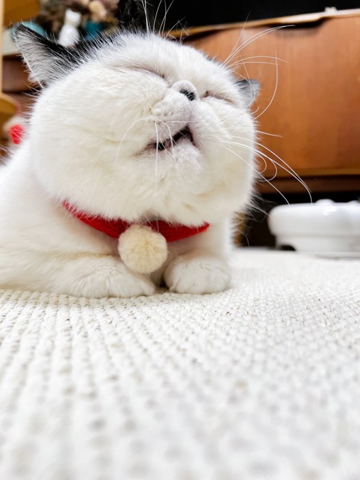 床に伏せて眠るぷっくん