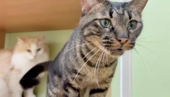 鳴いているホタルちゃん