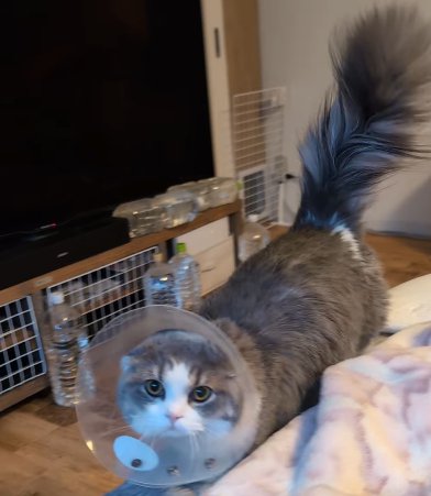 エリカラを着けた猫の全身