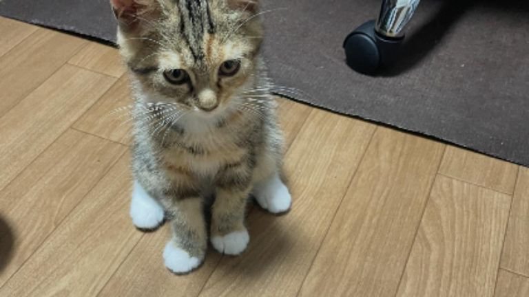 室内にいる子猫